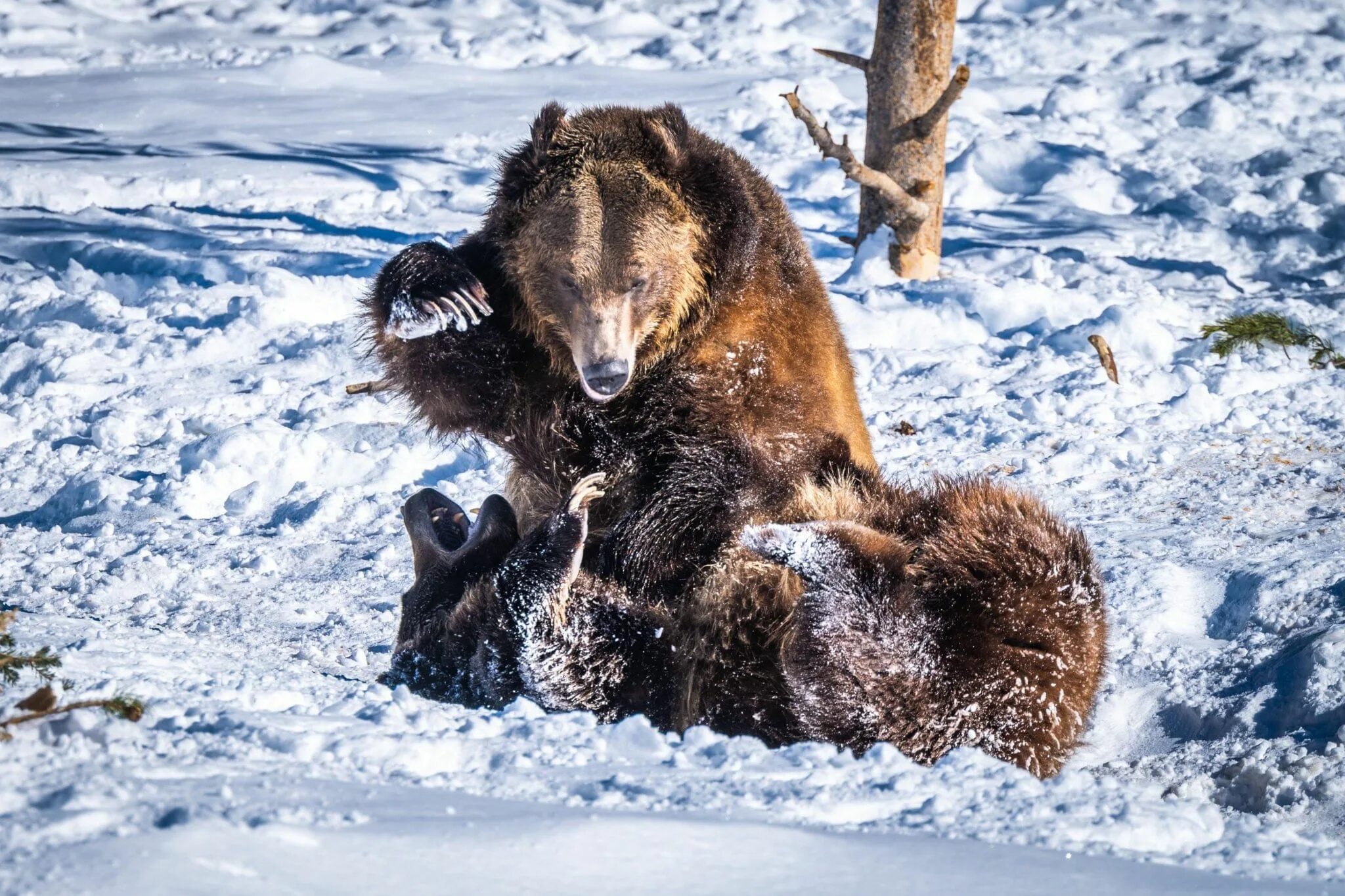 День медведя. Медведей на дне. День медведя. Медведь на праздник. Кроноцкий заповедник бурый медведь.