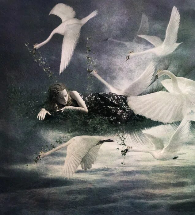 в какое время дикие лебеди могли лететь. -х. братья элизы дикие лебеди. -х. дикие лебеди андерсен.