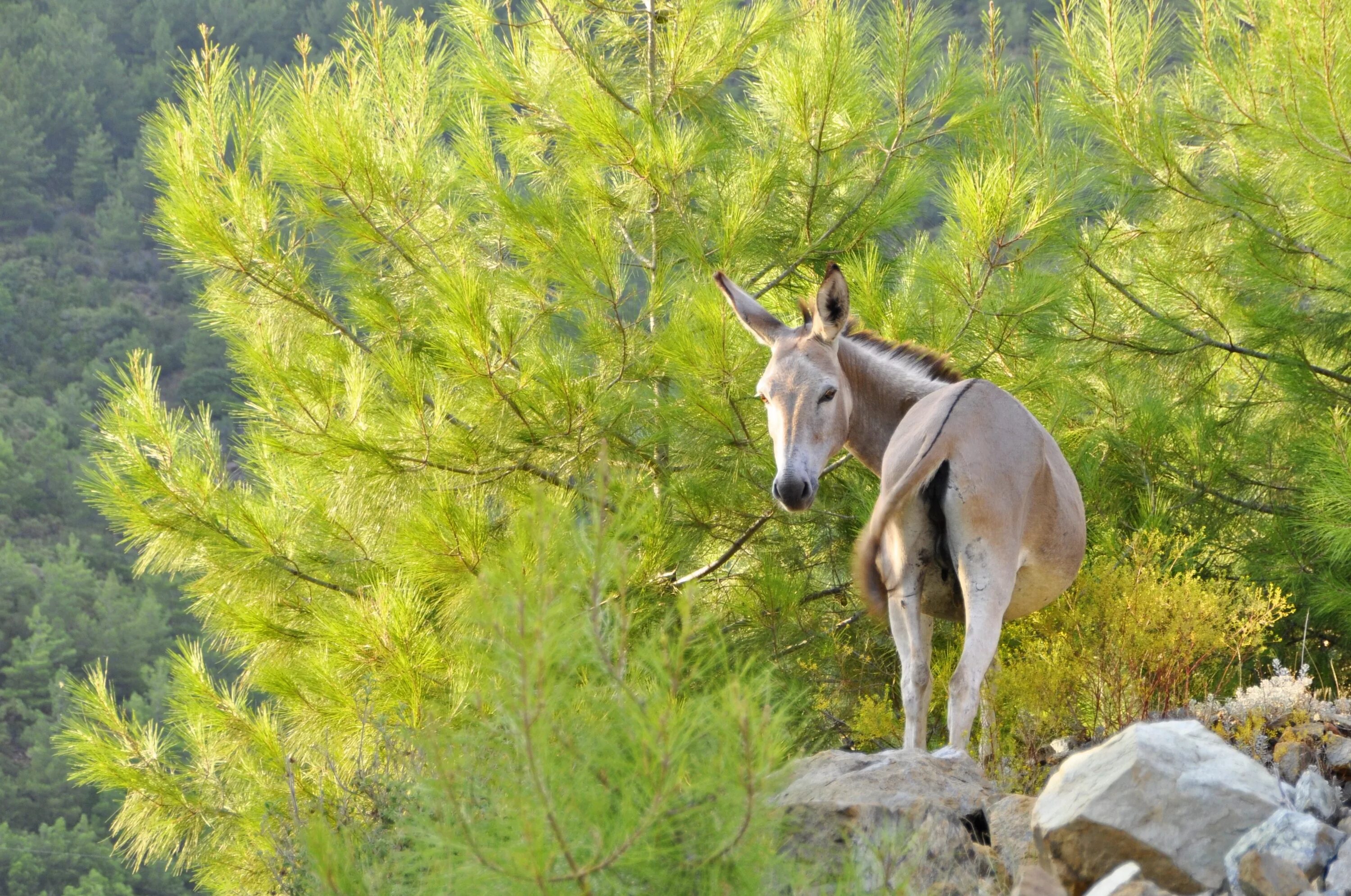 Осел. Ослики на природе. Осел на дереве. На ослике в лес. Nature is wild