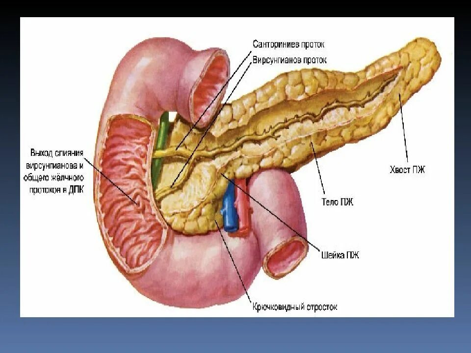 Печень селезенка поджелудочная. Санториниев проток поджелудочной железы. Печень поджелудочная анатомия. Печень поджелудочная железа селезенка анатомия. Больших пищеварительных желез