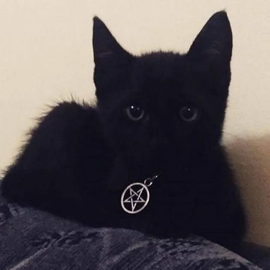 Эстетика котики на аву. Чёрный кот. Черный котенок. Черный кот Эстетика. Котята Эстетика.