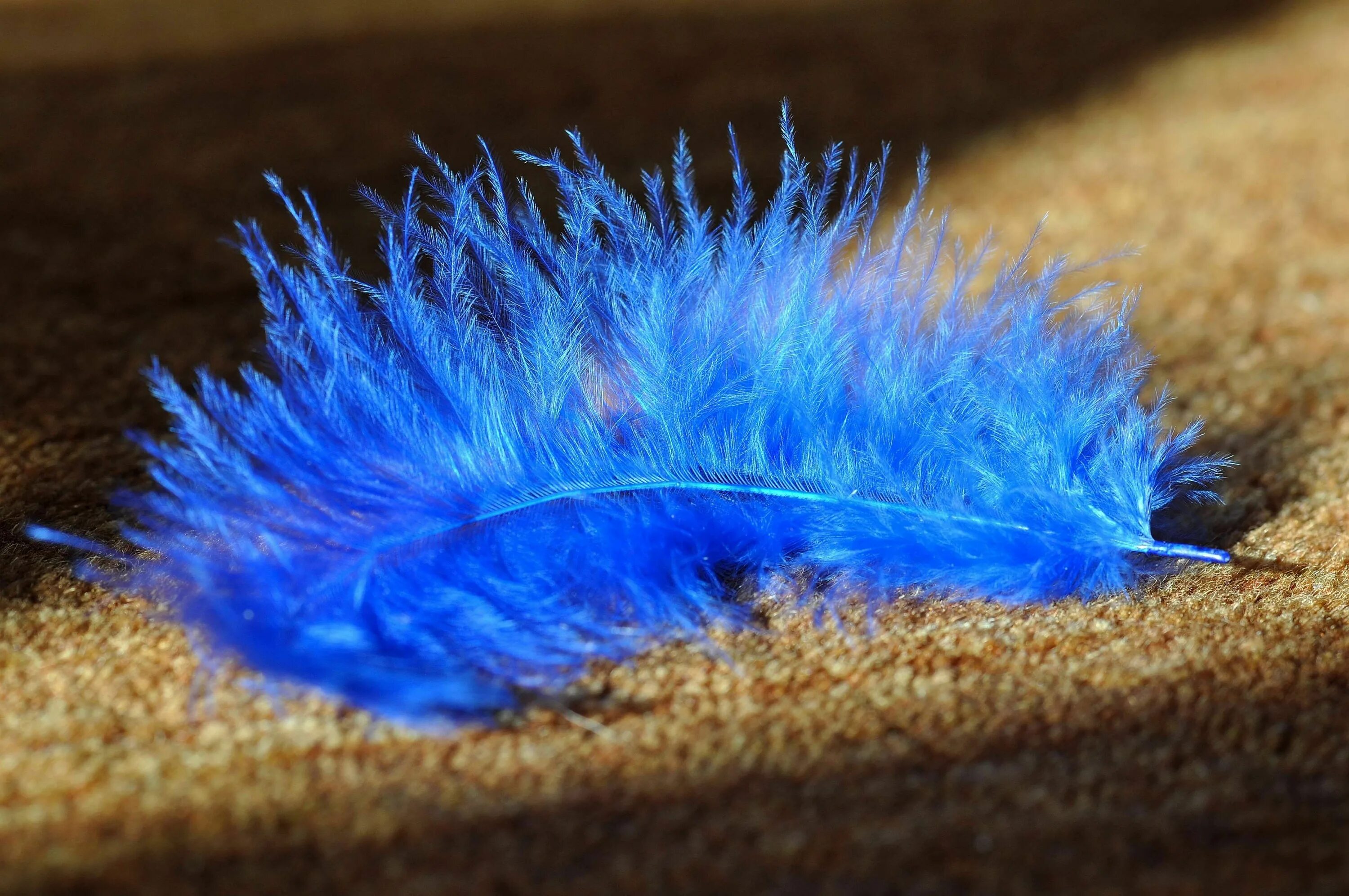 Feathering his own. Голубые перья. Цветные перья. Красивое перо. Синее перо.