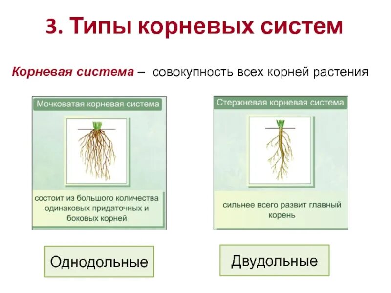 Типы корневых