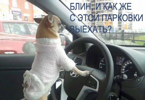 Подборка русском в машину. Собака за рулем. Собака в солярисе. Девушки и собачка в машине. Блондинка за рулем Хендай.