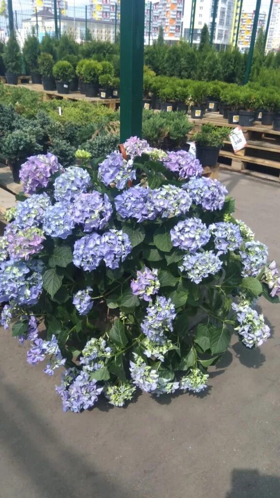 Цветы Агрохолдинга "Московский" Каталог Гортензия макрофилла ампельная микс от а