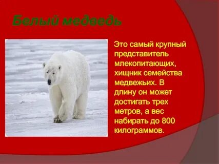Международная красная книга белый медведь
