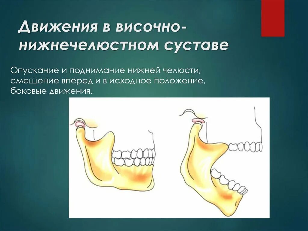 Подвижное соединение челюстей. Височно-нижнечелюстной сустав движения. Боковые движения нижней челюсти. Смещение челюсти вперед. Боковые движения нижней челюсти сустав.