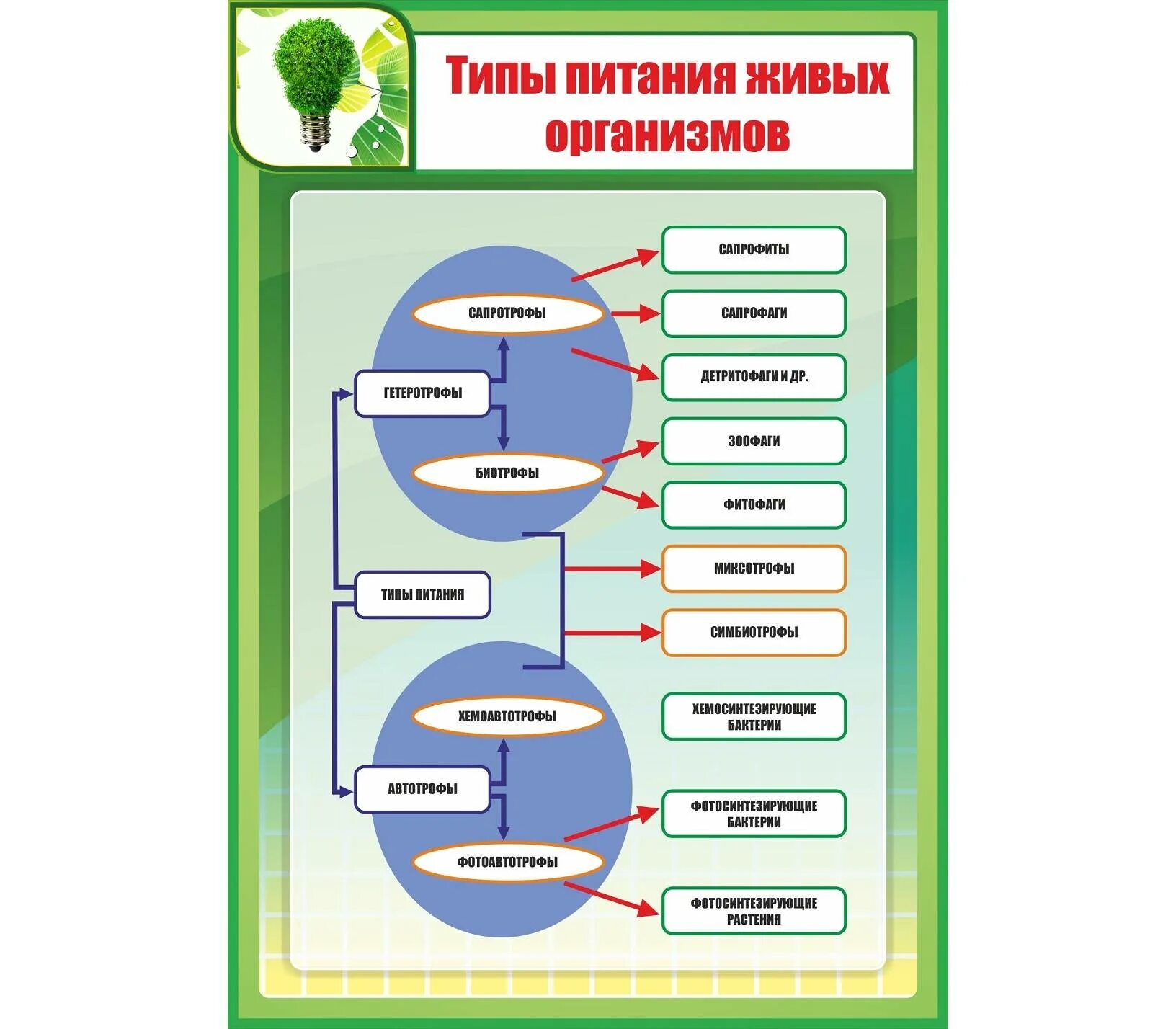 Типы питания организмов биология 6 класс. Типы питания живых организмов схема. Биология Тип питания живых организмов таблица. Классификация организмов по типу питания.