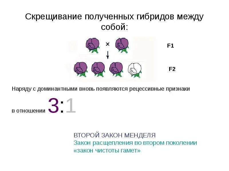 Скрещиваться между собой и давать плодовитое. Скрещивание гибридов. Скрещивание гибридов между собой. Скрещивание 3 1. Доминантное скрещивание.