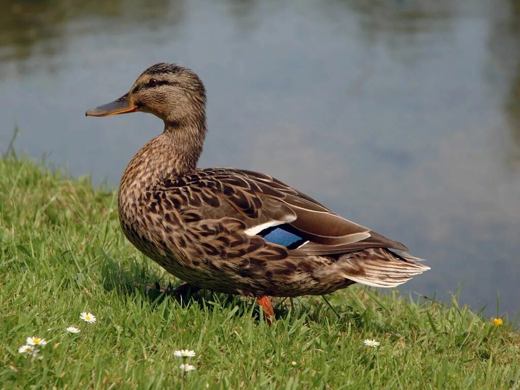 Бурая кряква. Бурая кряква. Бурый чирок. Коричневая утка. Коричневая утка.