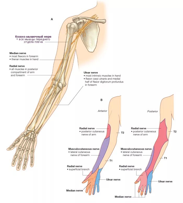 топографические области верхней конечности. границы плеча топографическая анатомия. дельтовидная область верхней конечности. средняя треть верхней конечности. канал лучевого нерва анатомия топография.