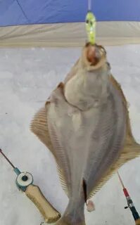 Камбала на что ловить в море
