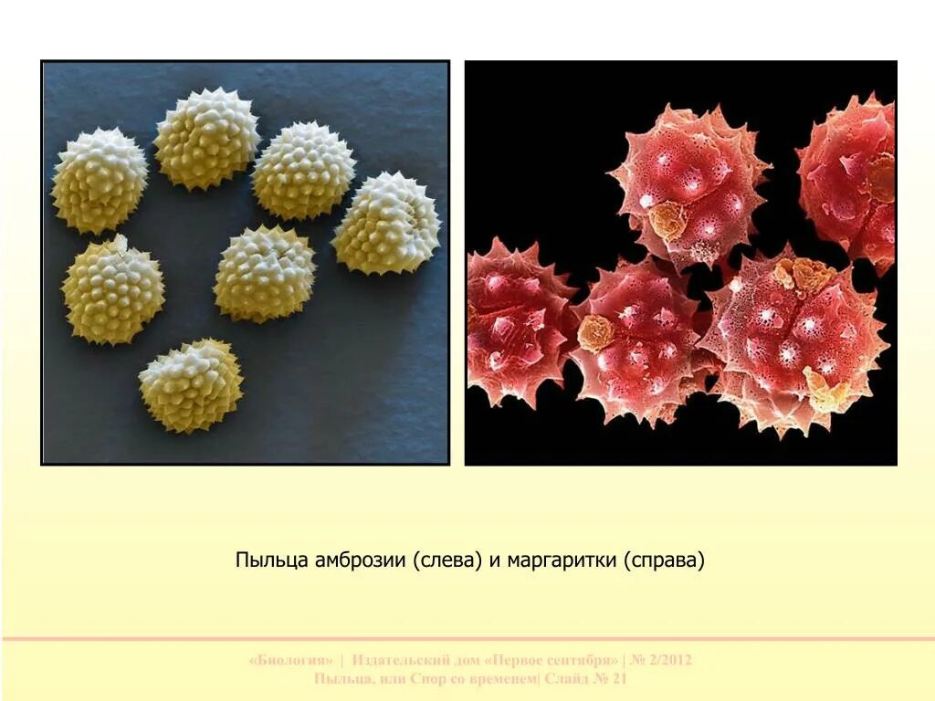 Пыльца созревает в тычинках. Пыльца амброзии. Пыльца амброзии под микроскопом. Пыльца растений под микроскопом. Пыльцевые зерна под микроскопом.