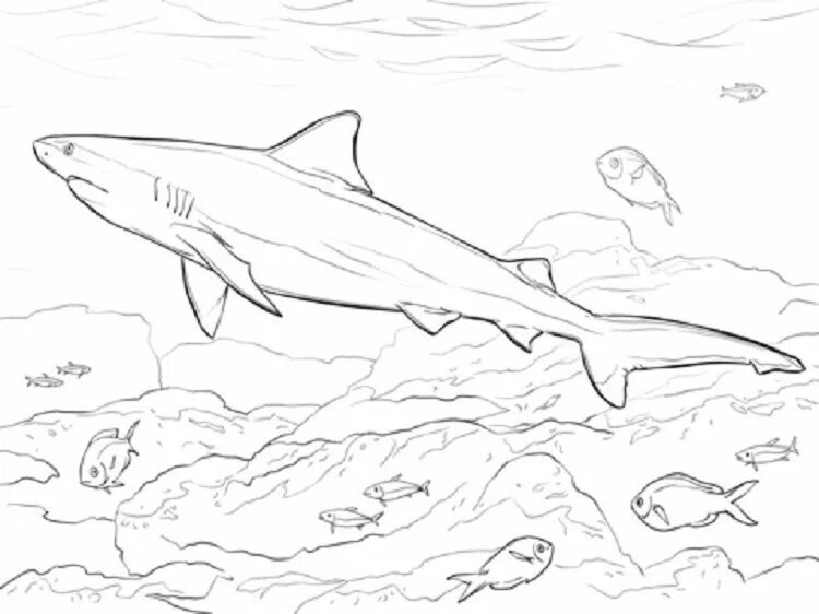 Распечатать раскраски акула для детей бесплатно Free Printable Shark Coloring Pages For Kids Shark coloring pages, Ocean colorin