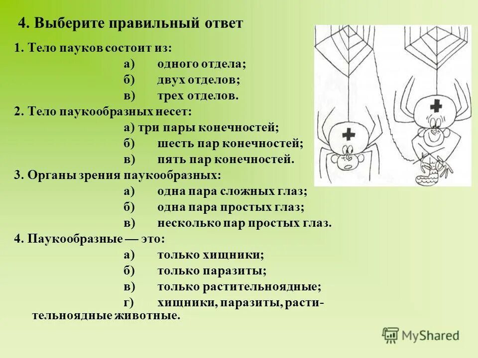 Ходильные конечности ракообразных. Сколько ног у паука. 4 пары конечностей у паукообразных. Строение конечностей паука. 2 пара конечностей у паукообразных.