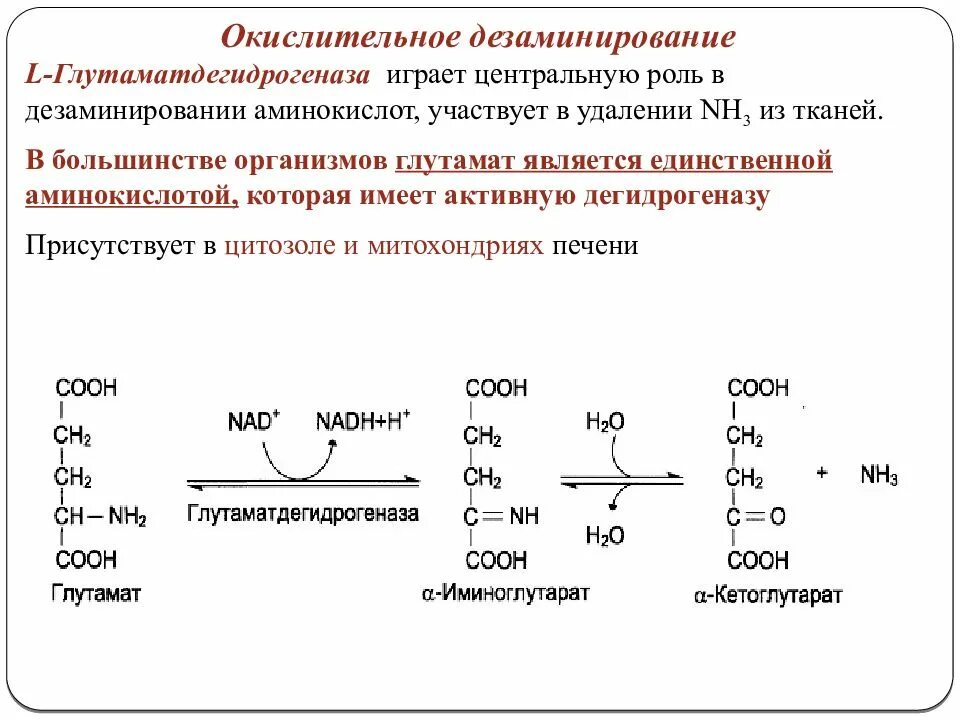 Окислительное дезаминирование глутаминовой кислоты. Непрямое дезаминирование глутамата. Окислительное дезаминирование аминокислот. Реакция окислительного дезаминирования глутаминовой кислоты. Непрямое окислительное дезаминирование глутамата.