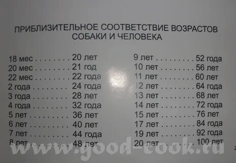Как узнать сколько собаке лет по человеческим