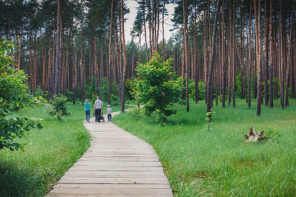 Червленый яр воронеж сайт. Заповедник червленый Яр Воронеж. Червленый Яр Воронеж сад камней. Воронеж червленый Яр природа. Парк Яр Воронеж.