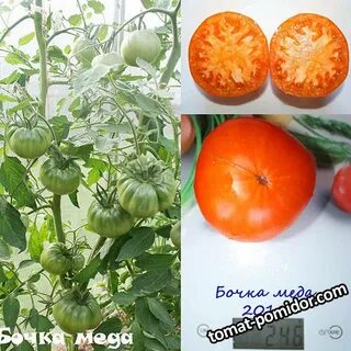 Томат бочка меда урожайность