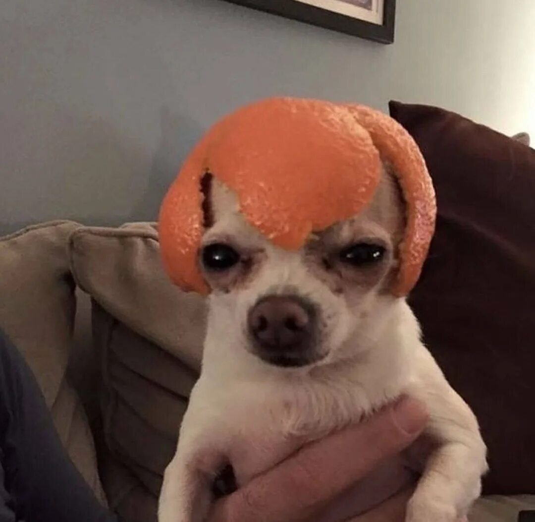 Ава собака мем. Собака с апельсином на голове. Упоротый собака. Собака с мандаринами на голове. Собака Мем.