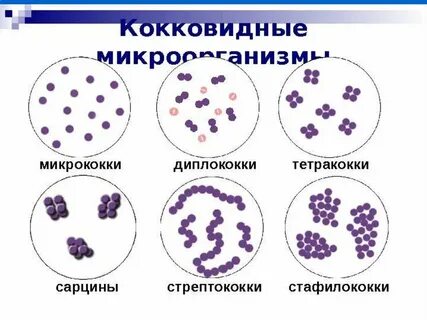 Кокки стафилококки стрептококки