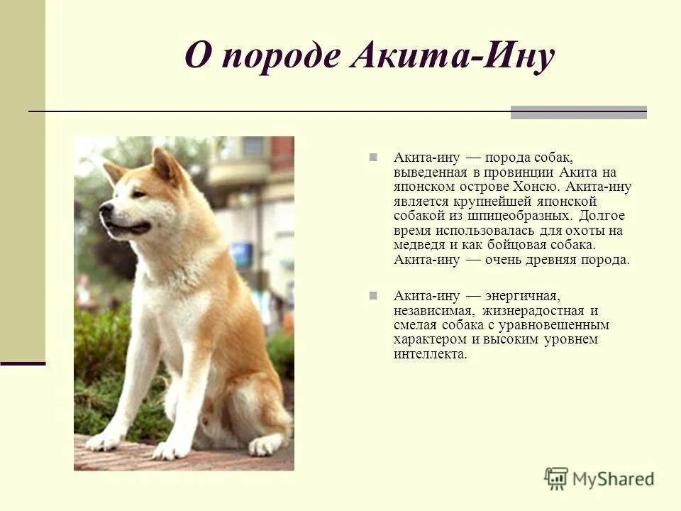 Японская акита ину. Японская лайка акита ину. Японская акита ину. Акита-ину. Акито илу.