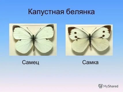 Капустная белянка неполное превращение