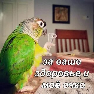 Смешные картинки попугая