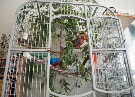 Сетка попугаю