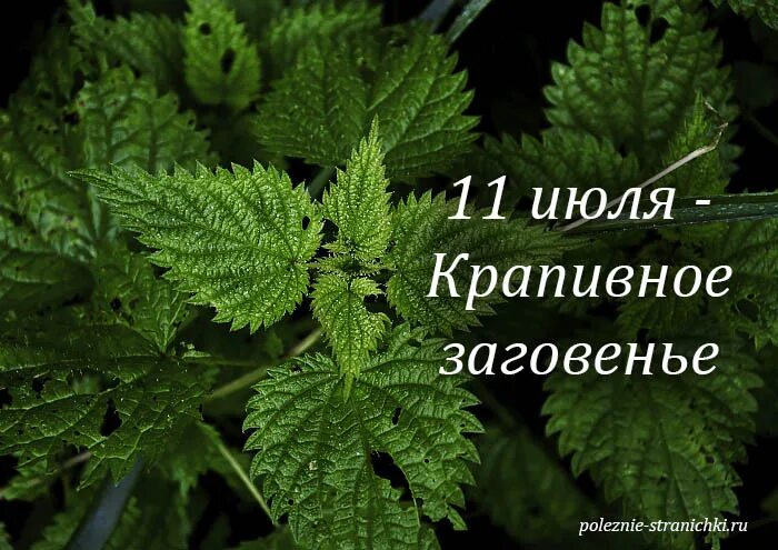 11 июля приметы и поверья. Крапивное заговенье 11 июля. крапива. 11 июля. день крапивны.