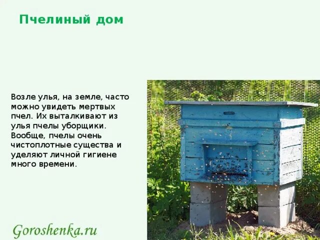 Улей земле. Умный улей. умные ульи. умный улей для пчел. пчелы сидят в улье.