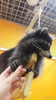 Погладь енота москва