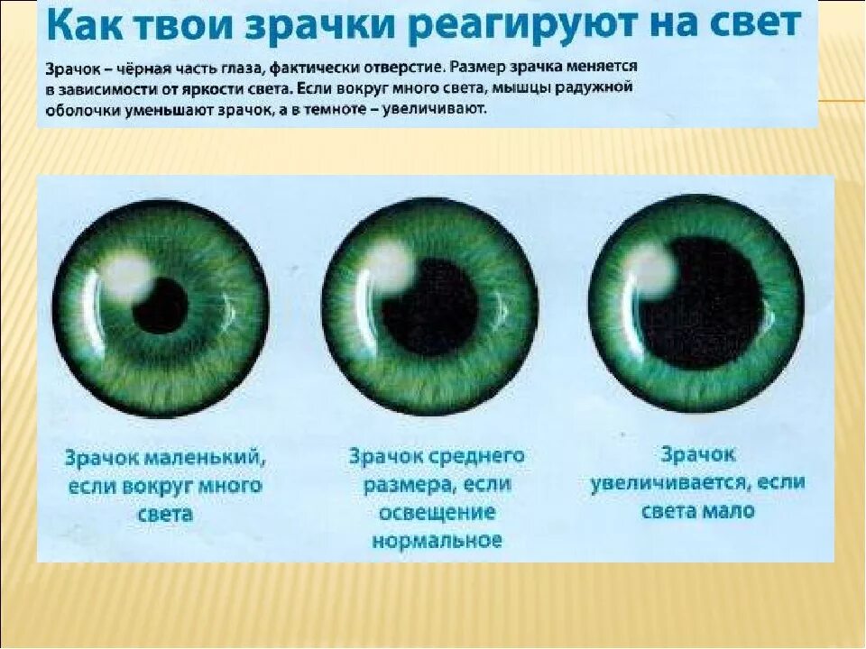 Почему глаза реагируют на свет