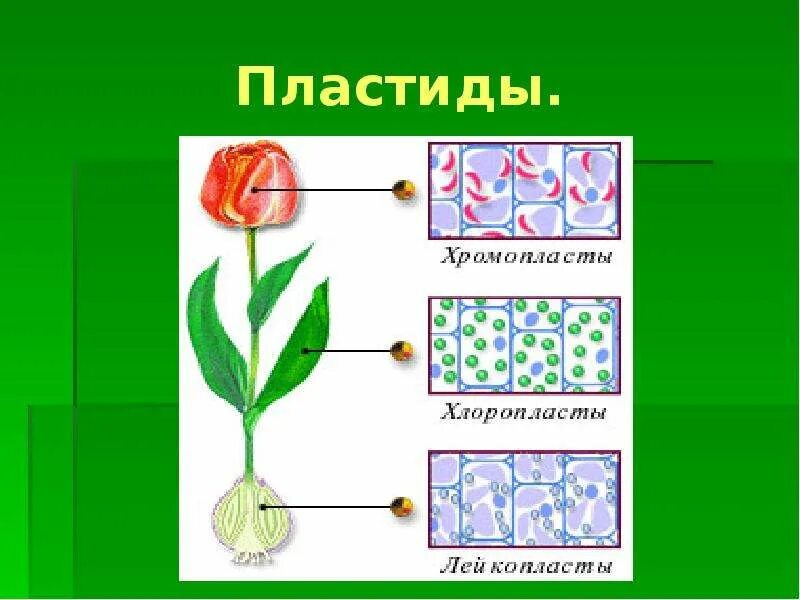 Хромопласт содержит. Пластиды. пластиды в клетках. хлоропласты и хромопласты. пластиды рисунок.