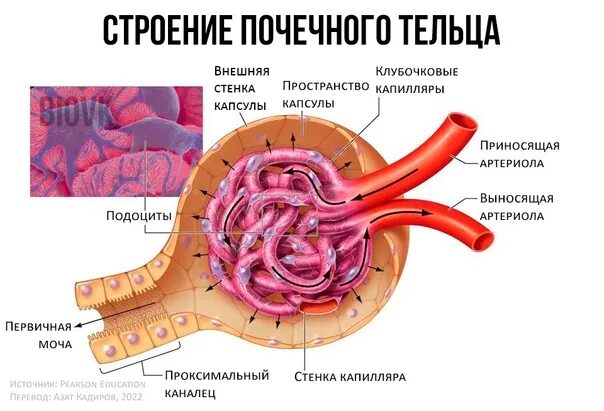 Капсула Боумена-Шумлянского функции. Строение капсулы Боумена-Шумлянского. Строение капсулы Боумена. Капсула Шумлянского Боумена гистология. Почечное тельце почки