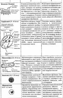 Клетка. Клеточная теория. Строение и функции клетки, органоиды клетки - презента