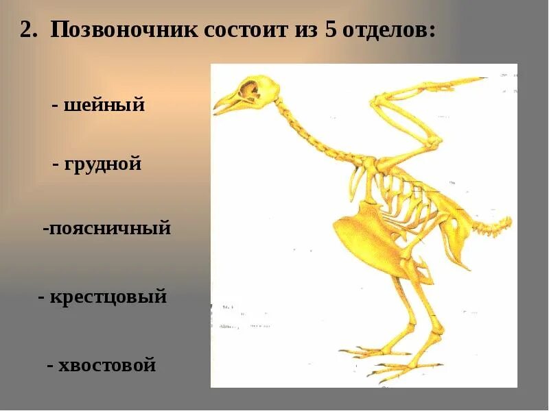 Скелет птицы позвонки. Скелет птицы отделы позвоночника. Позвоночник птицы состоит из отделов. Скелет птицы позвоночник.