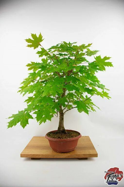 На что похож маленький клен. Клен остролистный acer platanoides. Клен сахарный лист. Клен остролистный лист. Клён остролистный платановидный.