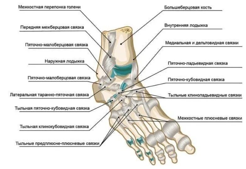 Голеностопный сустав. Таранно-пяточно-ладьевидный сустав анатомия. Таранно-пяточно-ладьевидный сустав связки. Таранно-ладьевидная связка анатомия. Стопа анатомия строение суставы.