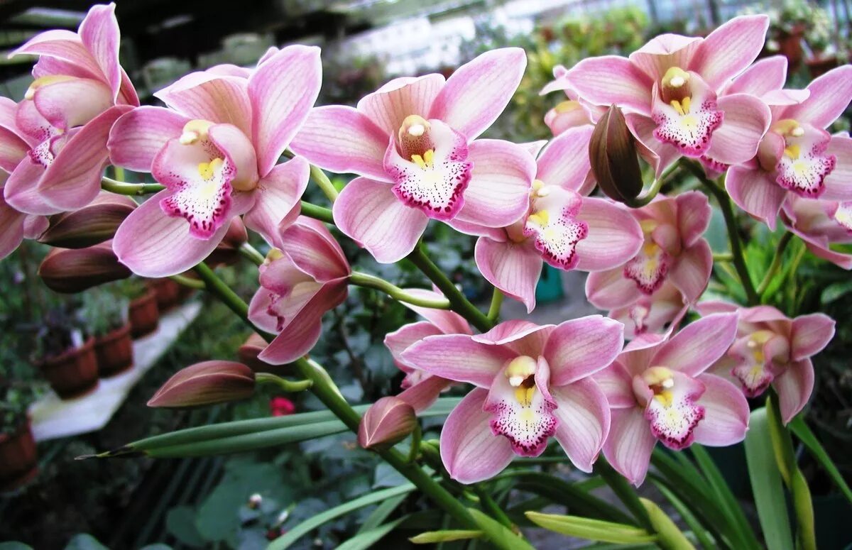 Орхидея цимбидиум как ухаживать. Цветок Цимбидиум. Орхидея Cymbidium. Цимбидиум растение. Цимбидиум Камбрия.