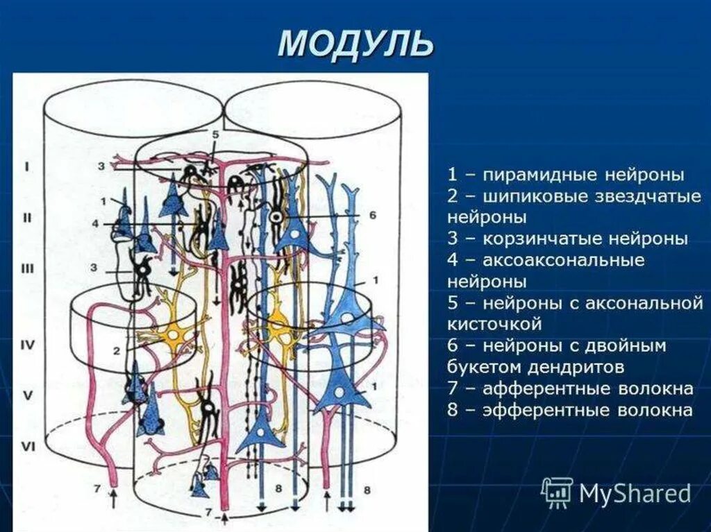 Модуль гистология. Модуль коры больших полушарий гистология. нейронный состав коры головного. модуль коры головного мозга. модульная организация коры головного мозга.