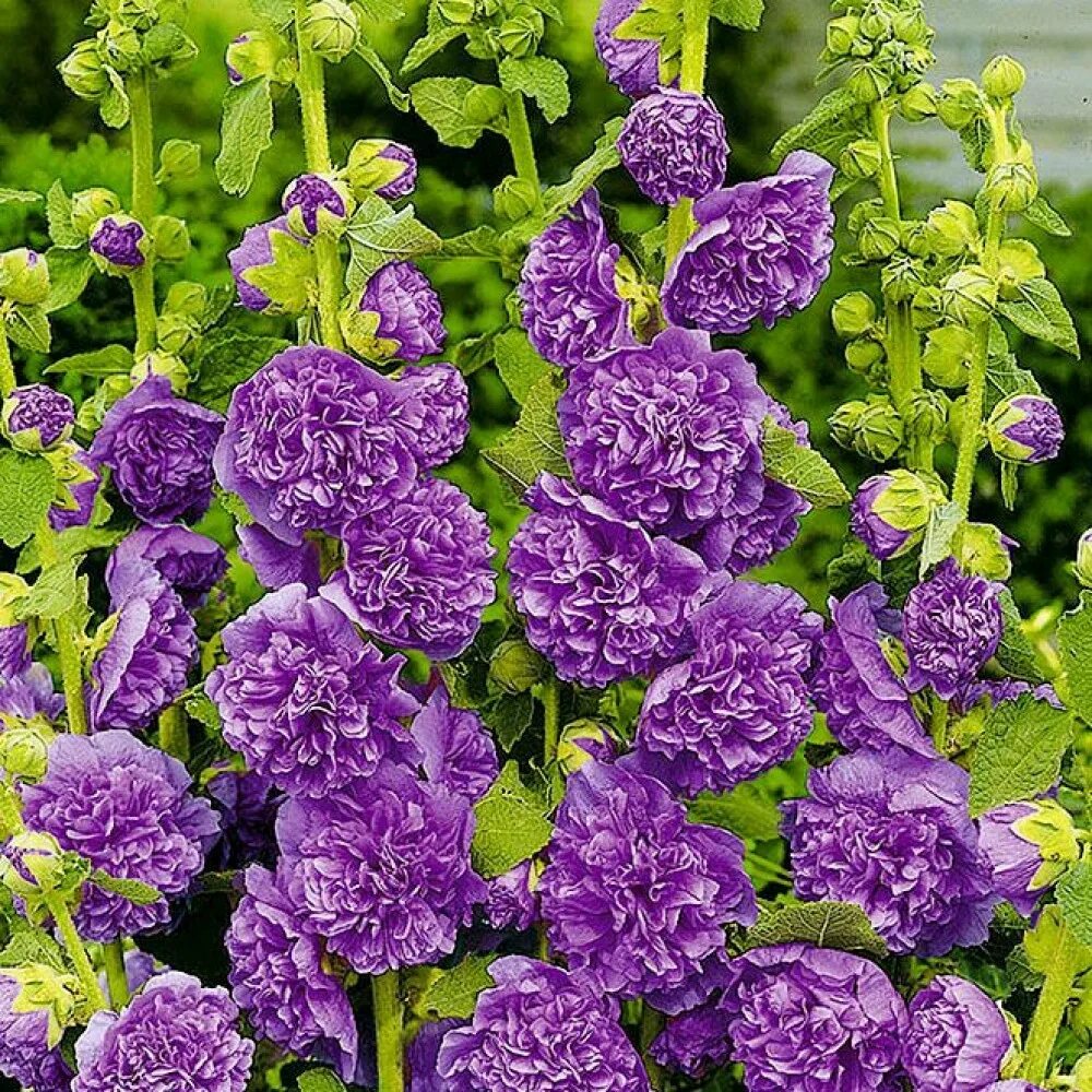 Мальва сорта. Мальва сорта
