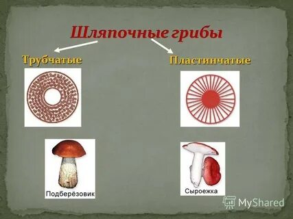 Трубчатые грибы рисунок
