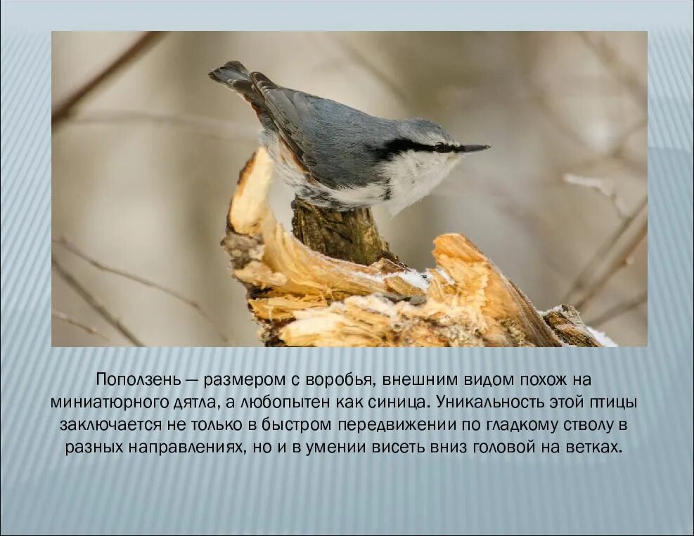 Поползень дятел. Дятел поползень. поползень виды. внешность поползня. птицы тюменской области.