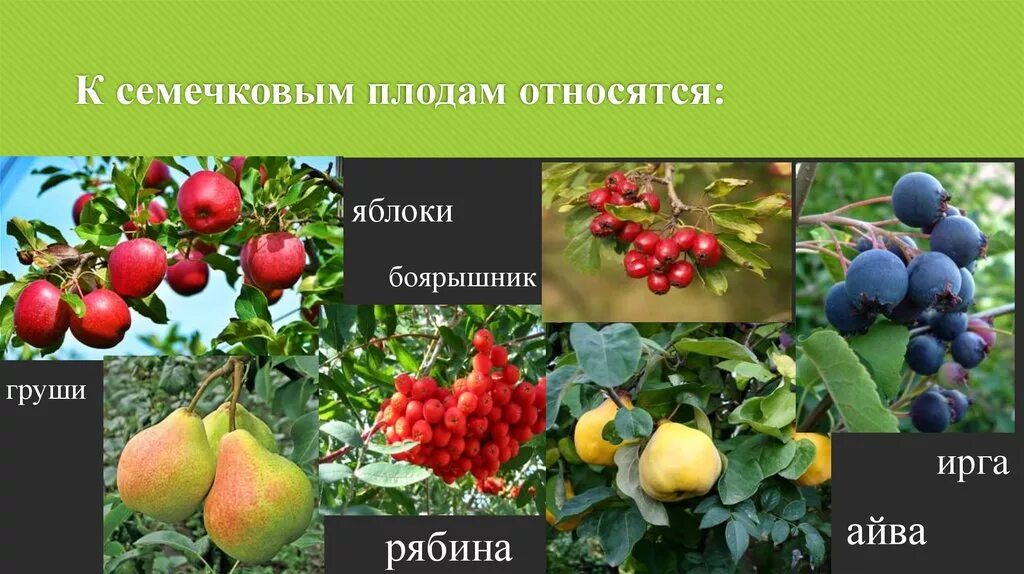 Плодовые культуры. Семечковые плоды. Плодово ягодные культуры семечковые. Семечка относится к плодам. Основные группы плодов