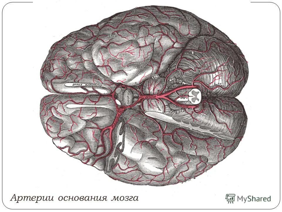 Артерии основания мозга