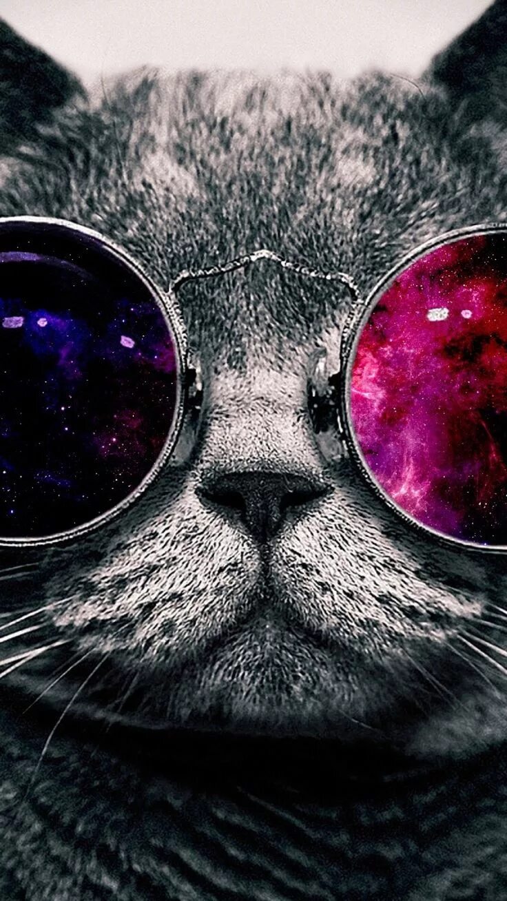 Крутой кот. Крутой кот в очках. Кот в очках на телефон. Аватарка кот в очках. Аватарки на телефон айфон