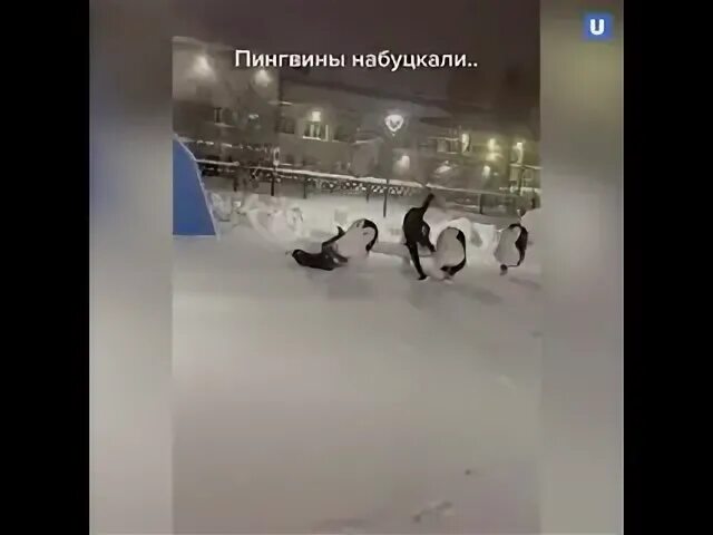 Бить пингвинов битой