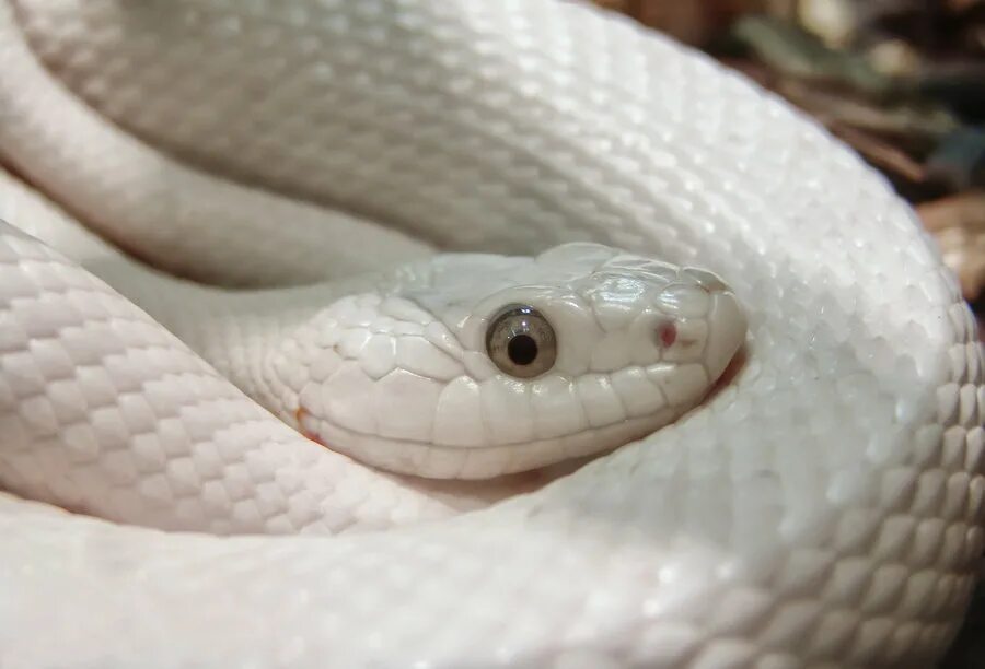 обсолета полоз. техасский полоз обсолета. змея техасский полоз. техасский полоз леуцист. техасский маисовый полоз.