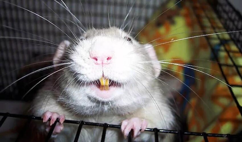 мышь смеется. крыса смеется. крыса улыбается. крыса улыбается. мышь смеется.